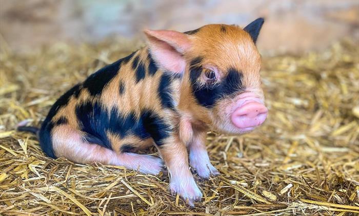 There are often piglets to meet!